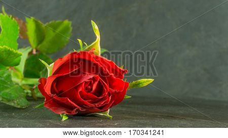 Red rose bouquet on slate dark background