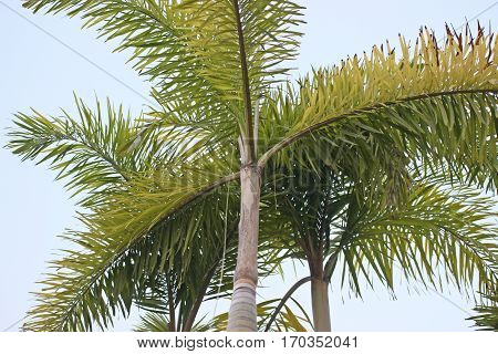 Carpentaria Palm are The ornamental trees .