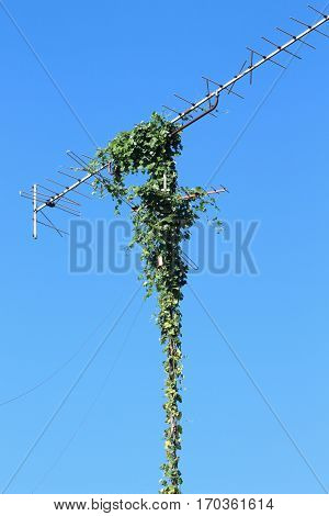 TV antenna old inactive until the beginning of the gourd.