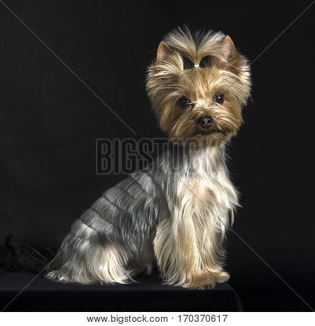 Young dog breed Yorkshire Terrier. Fashionable haircut. Studio photography.