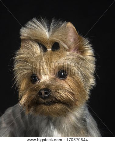 Young dog breed Yorkshire Terrier. Fashionable haircut. Studio photography.