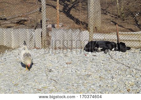 Black Dog On A Chain Resting Under A Fence. Chicken Walks Nearby