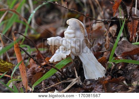 Helvella crispa (white saddle) mushroom, close up shot