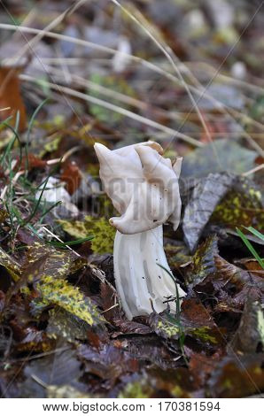 Helvella crispa (white saddle) mushroom, close up shot