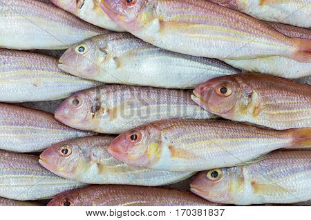 Fresh fish on ice with price tag, Bangkok Market Thailand.