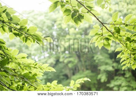 Fresh green carpinus tschonoskii branches in front of forest