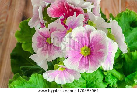 Primula Obconica Touch Me, Pink With White Flowers, Green Leaves, Close Up, Wood Background