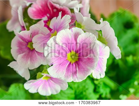 Primula Obconica Touch Me, Pink With White Flowers, Green Leaves, Close Up, Wood Background
