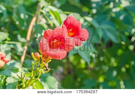 Red, Orange Campsis Radicans Flowers, Trumpet Vine Or Trumpet Creeper, Also Known As Cow Itch Vine,