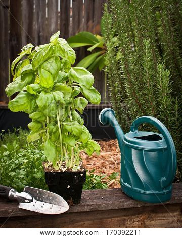 Watering can and basil plant in garden