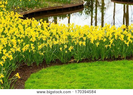 Flowerbed with yellow daffodil flowers blooming in keukenhof spring garden and river view