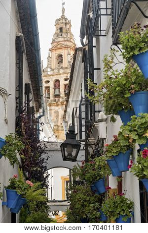 Cordoba (Andalucia Spain): old typical street in the Juderia with potted plants and flowers and the belfry of the cathedral in background