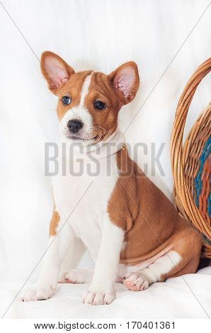 beautiful, cute puppy dogs not barking African dog breed basenji