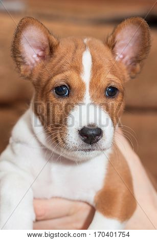 beautiful, cute puppy dogs not barking African dog breed basenji