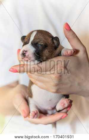 beautiful, cute puppy dogs not barking African dog breed basenji