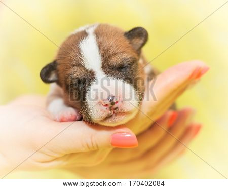 beautiful, cute puppy dogs not barking African dog breed basenji