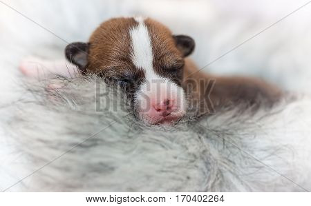 beautiful, cute puppy dogs not barking African dog breed basenji