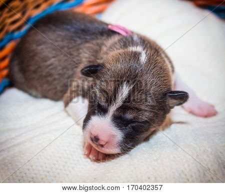 beautiful, cute puppy dogs not barking African dog breed basenji