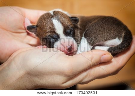 beautiful, cute puppy dogs not barking African dog breed basenji
