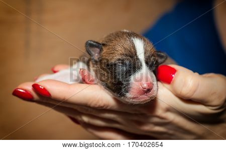 beautiful, cute puppy dogs not barking African dog breed basenji