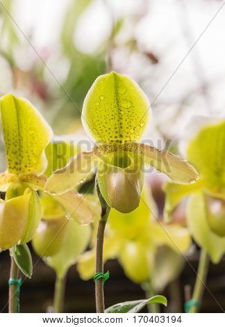 Paphiopedilum callosum is a species of plant in the Orchidaceae family