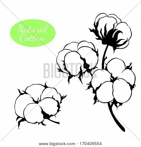 Black and white vector cotton flowers. Can be used as decor ellement for a rustic wedding, greeting cards, textile or prints.