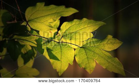 From the sun translucent leaves on the edge of the forest