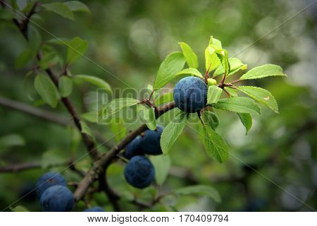 Delicious looking blue berries on a twig