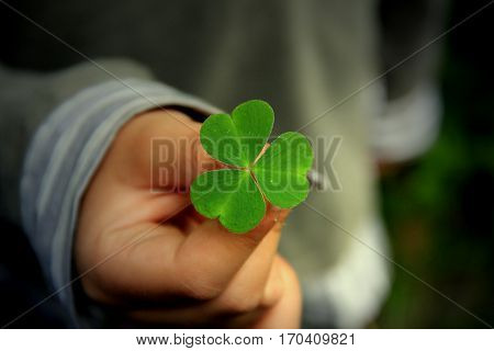 A child holds a three-leaf clover in hand