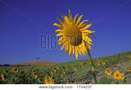Girasole