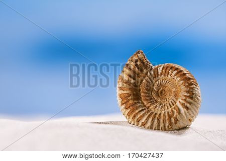 ammonite nautilus shell  on white beach  sand and blue seascape background