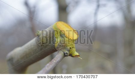 Winter Pruned And Protected Apple Tree
