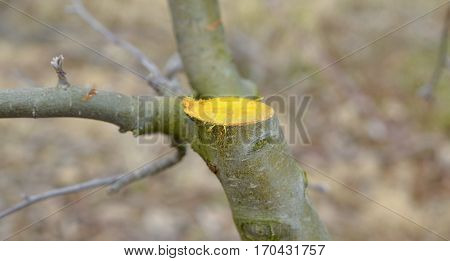 Winter Pruned And Protected Apple Tree