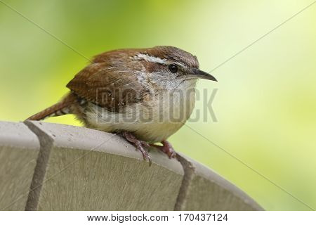Carolina Wren (Thryothorus ludovicianus) perched on the back of a chair - Grand Bend Ontario
