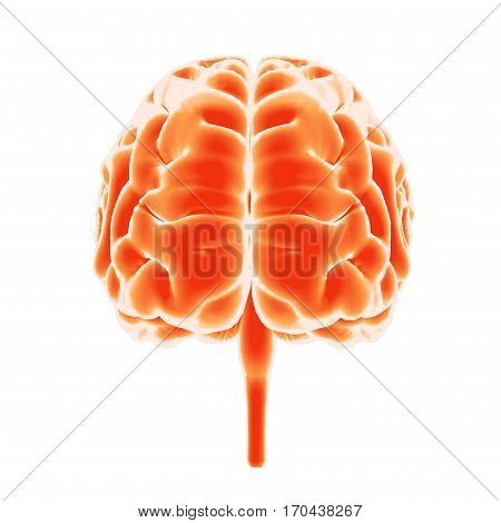 3d illustration human body brain .human body part.