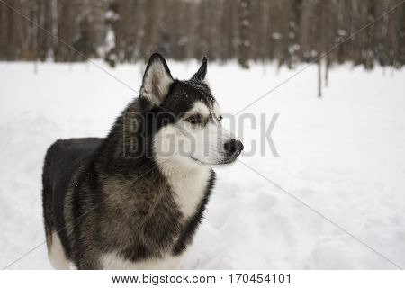 husky snow winter beautiful proud animal wild dog wolf snow great