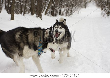 angry aggressive husky snow winter beautiful proud animal wild dog wolf snow great