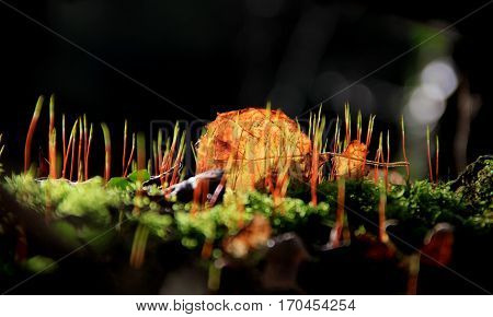 A leaf in a moss landscape appears in the sunlight of the forest