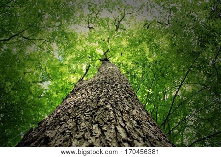 The view from the tree trunk to the leaves