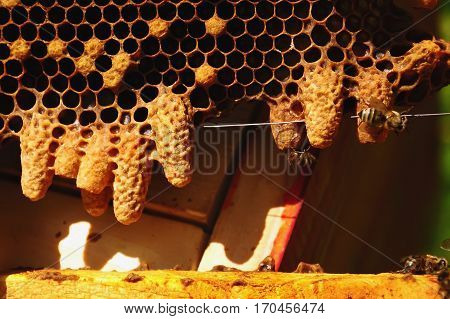 Waxen cottage for growing of chapter of bee family. Queen bees.