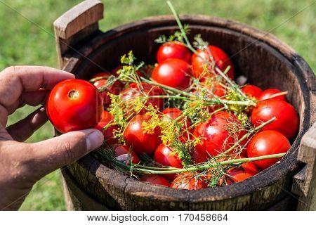 Pickled tomatoes with herbs in the wooden cask.