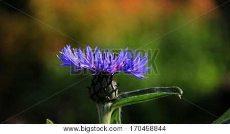 A blue flower in full bloom on the field border