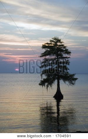 Sumpf-Baum gegen einen schönen Sonnenuntergang