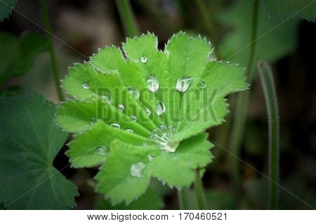 Water drops have collected on a leaf