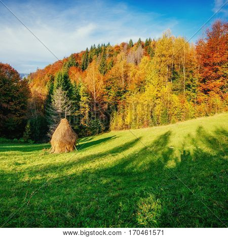 Autumn landscape in the mountains with colorful forest haycock the meadow. Carpathians. Ukraine. Europe.
