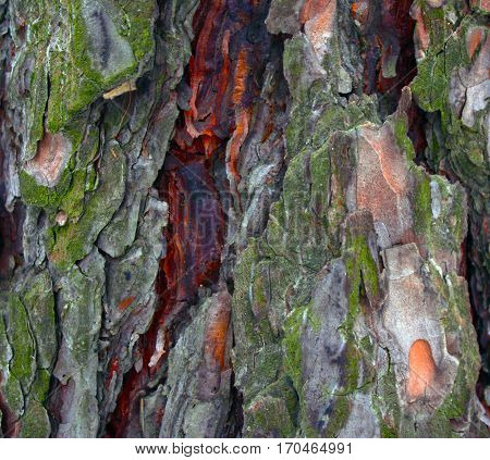 interesting colored pine bark background txture closeup