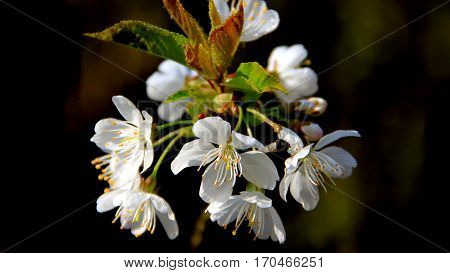 Cherry blossoms in spring in warm sunlight