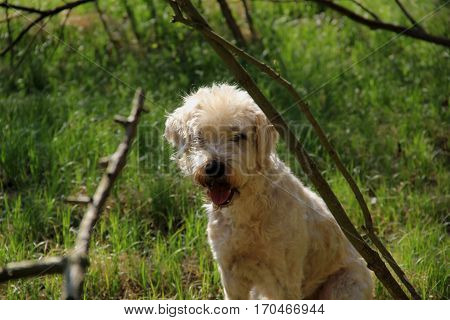 A dog with white fur looks at the camera
