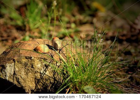 Hazelnuts lie on a stone surrounded by the light grass