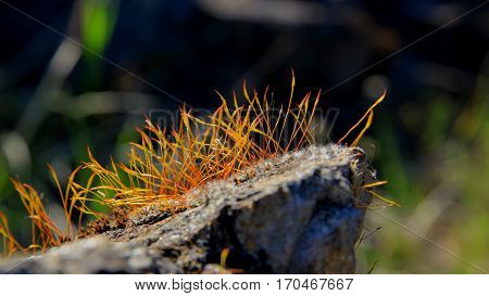 A moss landscape on a gray stone in focus
